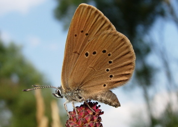 Dunkler Wiesenknopf-Ameisenbläuling (Maculinea nausithous) - © Anton Koschuh
